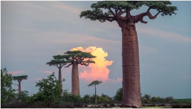 Madagascar – Biodiversity Like Nowhere Else