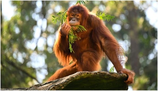 Orangutans in the Wild